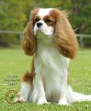 Cavalier King Charles Spaniel 9F100D-18